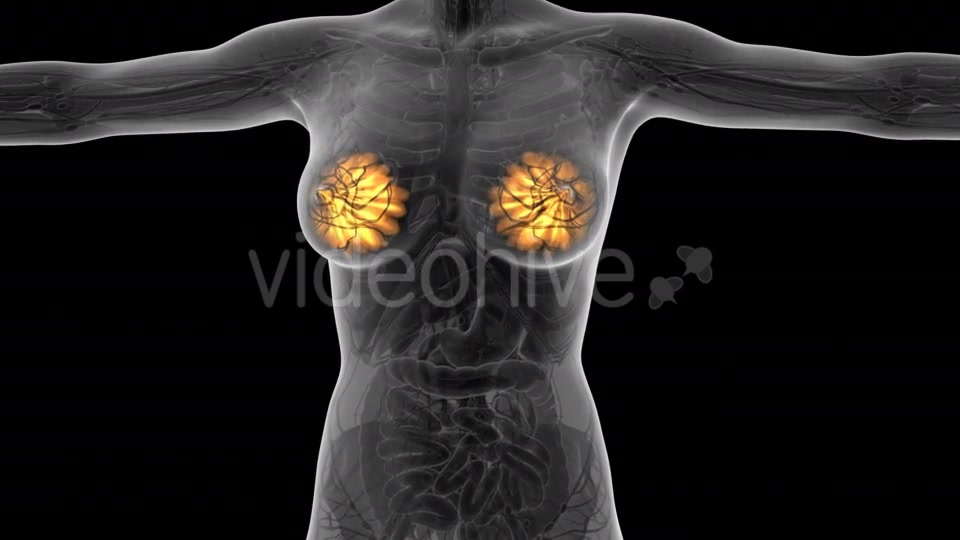 Human Body With Visible Glow Mammary Gland - Download Videohive 18017407