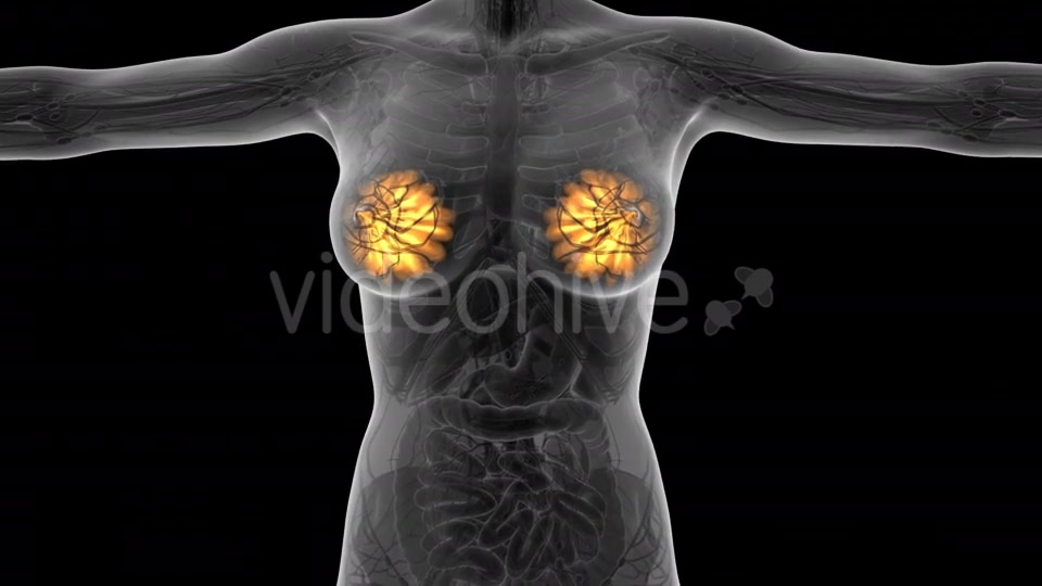 Human Body With Visible Glow Mammary Gland - Download Videohive 18017407