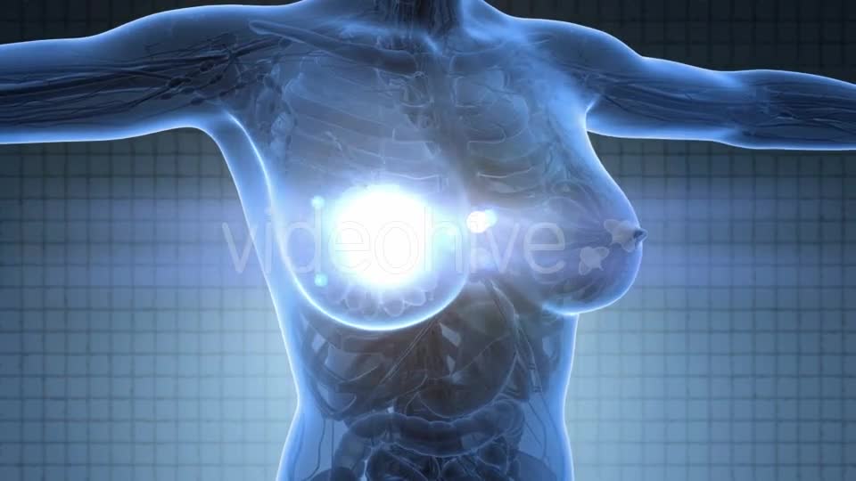 Human Body With Visible Glow Mammary Gland - Download Videohive 18017417