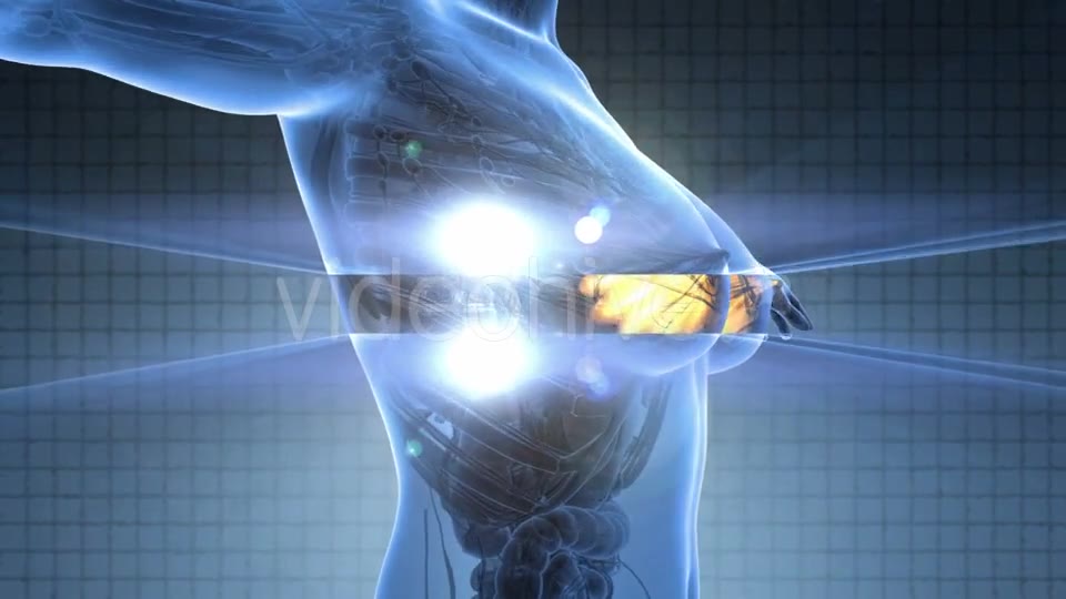 Human Body With Visible Glow Mammary Gland - Download Videohive 18017417