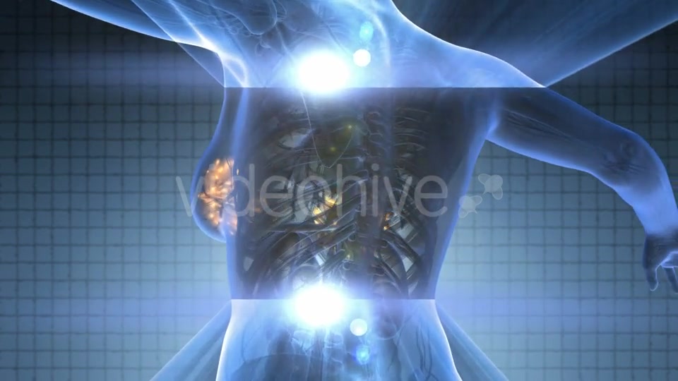 Human Body With Visible Glow Mammary Gland - Download Videohive 18017417