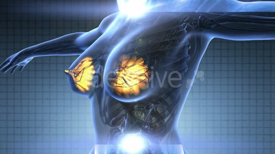 Human Body With Visible Glow Mammary Gland - Download Videohive 18017417