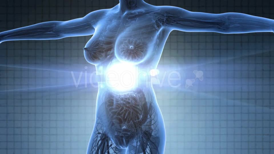 Human Body With Visible Glow Mammary Gland - Download Videohive 18017425