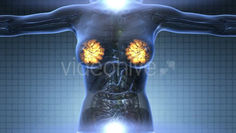 Human Body With Visible Glow Mammary Gland - Download Videohive 18017425