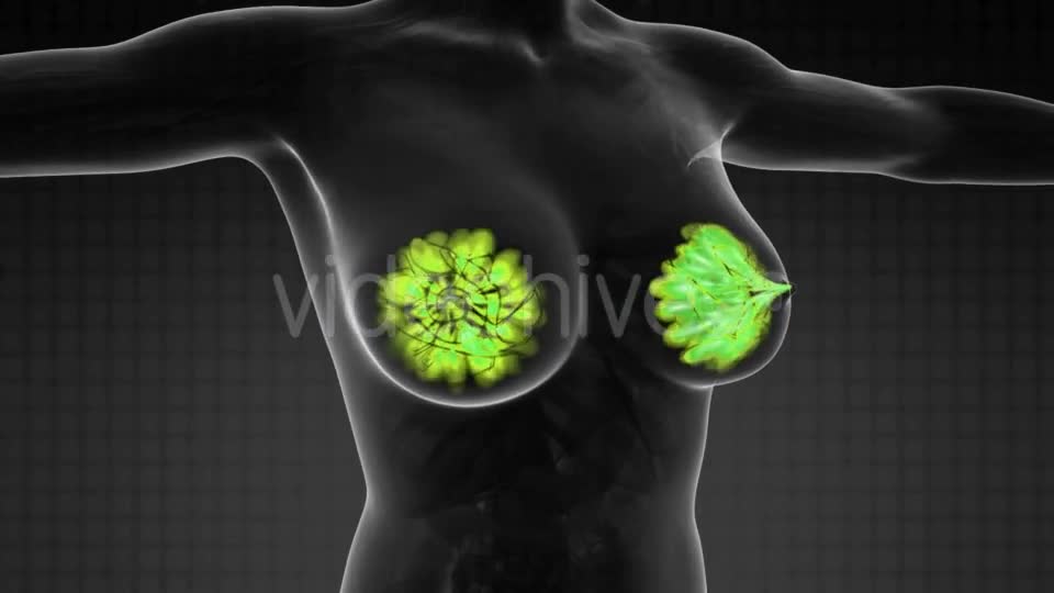 Human Body With Visible Glow Mammary Gland - Download Videohive 18483233