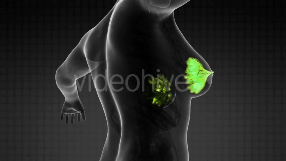 Human Body With Visible Glow Mammary Gland - Download Videohive 18483233