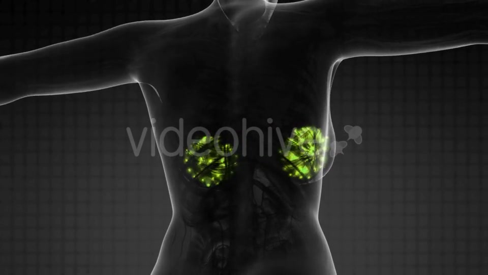 Human Body With Visible Glow Mammary Gland - Download Videohive 18483233