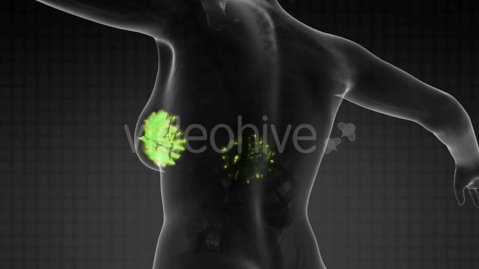 Human Body With Visible Glow Mammary Gland - Download Videohive 18483233