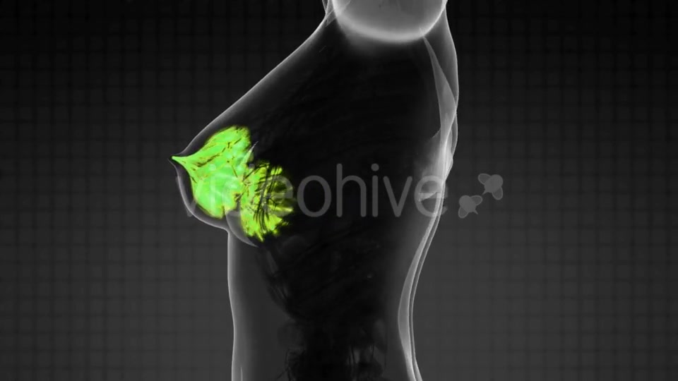 Human Body With Visible Glow Mammary Gland - Download Videohive 18483233