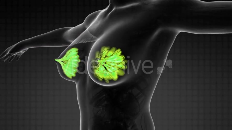 Human Body With Visible Glow Mammary Gland - Download Videohive 18483233