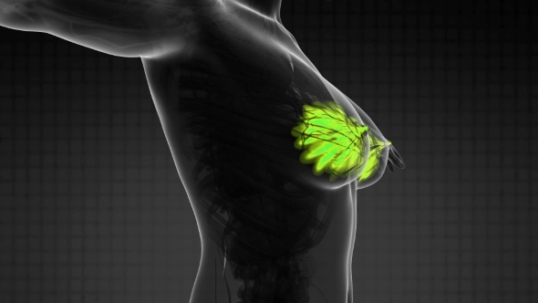 Human Body With Visible Glow Mammary Gland - Download Videohive 18483233