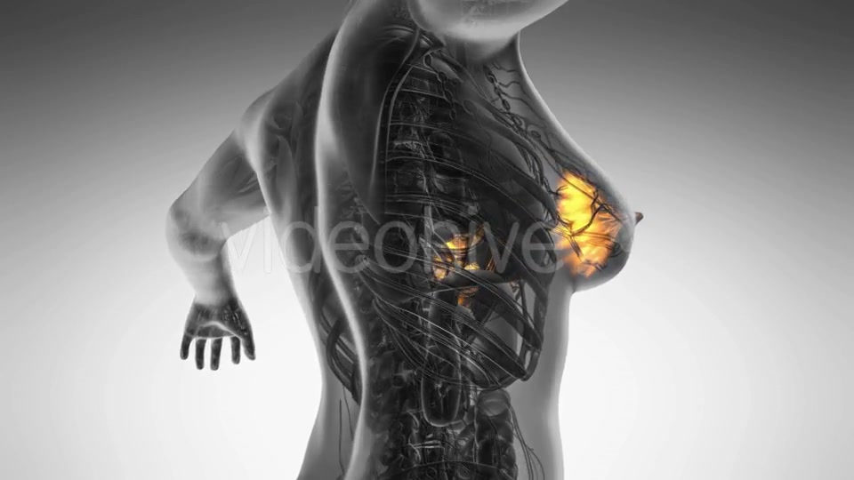 Human Body With Visible Glow Mammary Gland - Download Videohive 18483248