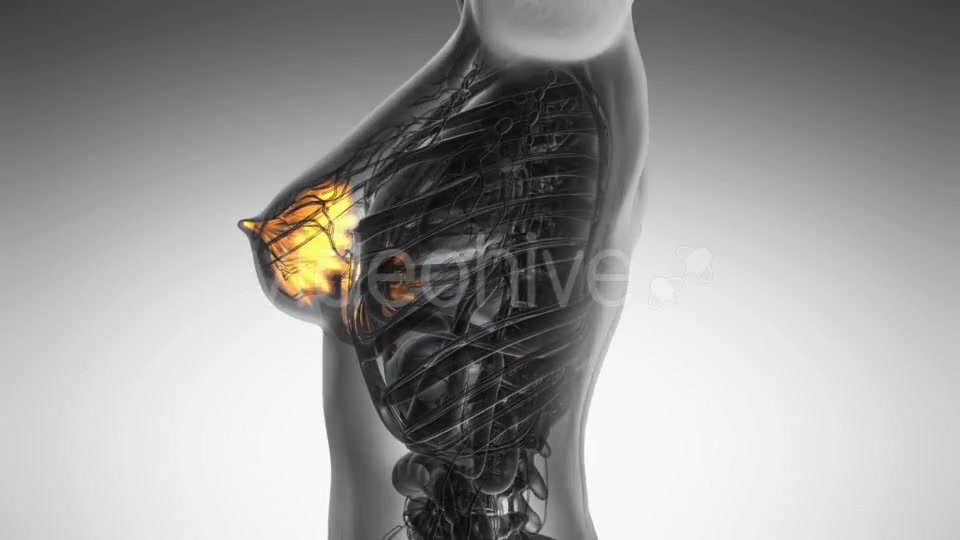 Human Body With Visible Glow Mammary Gland - Download Videohive 18483248