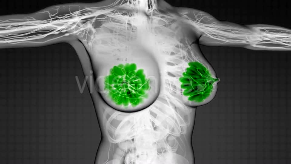 Human Body With Visible Glow Mammary Gland - Download Videohive 18498123