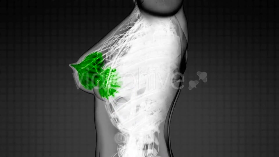 Human Body With Visible Glow Mammary Gland - Download Videohive 18498123
