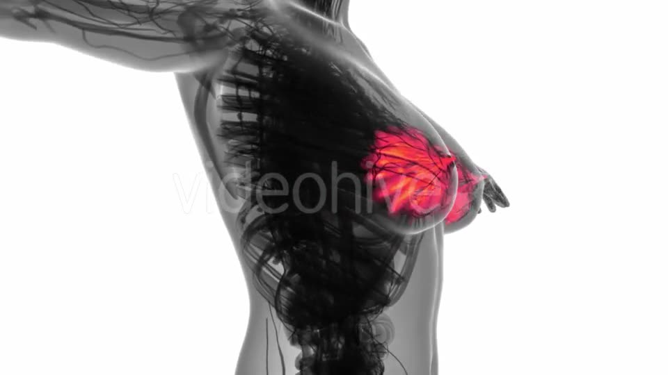 Human Body with Visible Glow Mammary Gland - Download Videohive 18966951