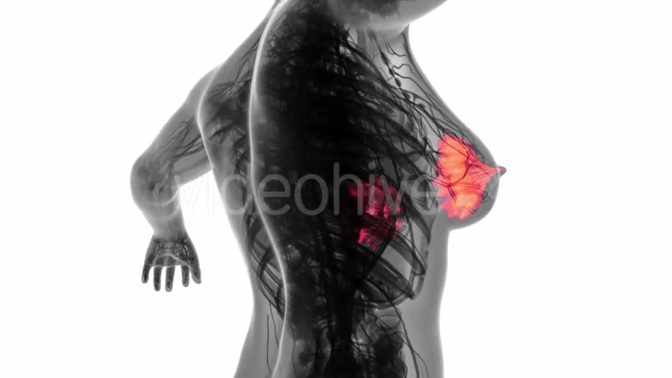 Human Body with Visible Glow Mammary Gland - Download Videohive 18966951