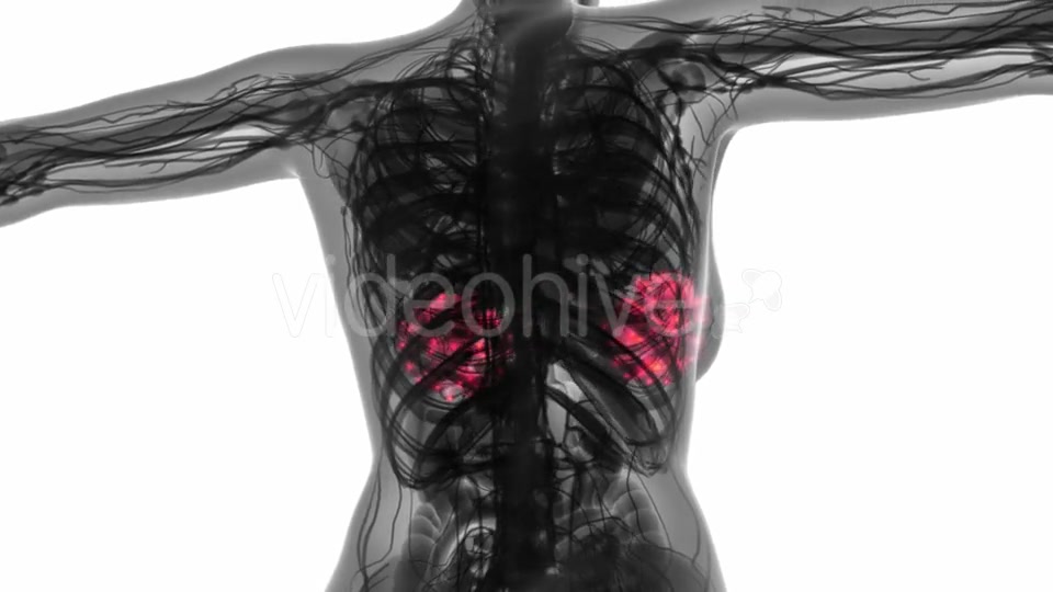 Human Body with Visible Glow Mammary Gland - Download Videohive 18966951