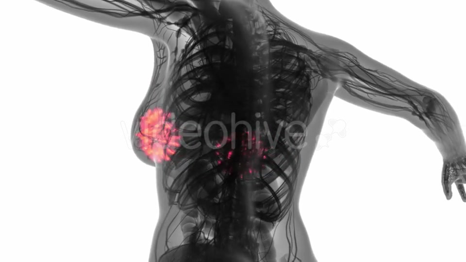 Human Body with Visible Glow Mammary Gland - Download Videohive 18966951