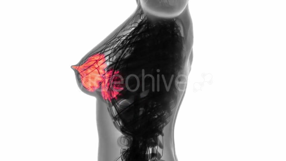 Human Body with Visible Glow Mammary Gland - Download Videohive 18966951