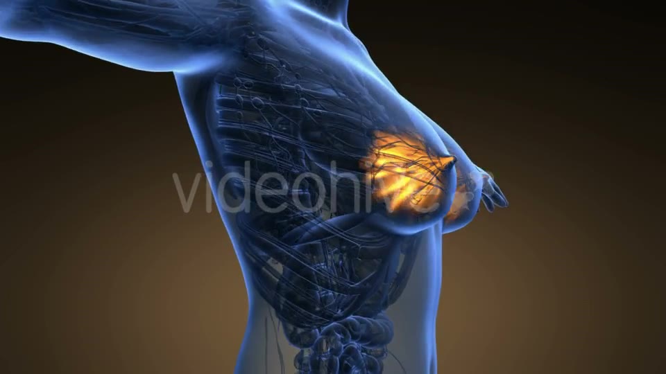 Human Body with Visible Glow Mammary Gland - Download Videohive 19011348