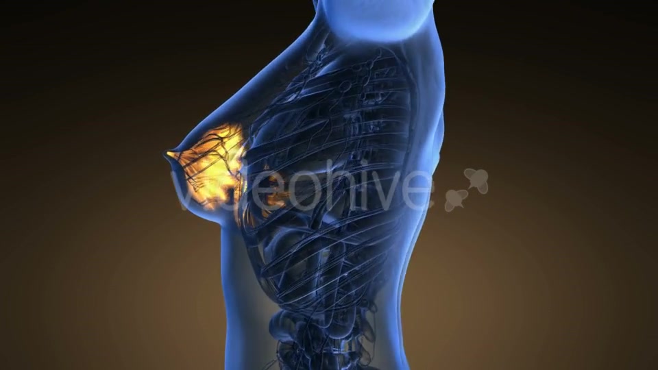 Human Body with Visible Glow Mammary Gland - Download Videohive 19011348