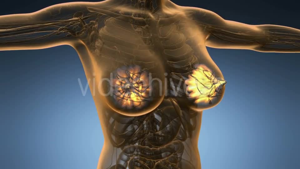 Human Body with Visible Glow Mammary Gland - Download Videohive 19109417