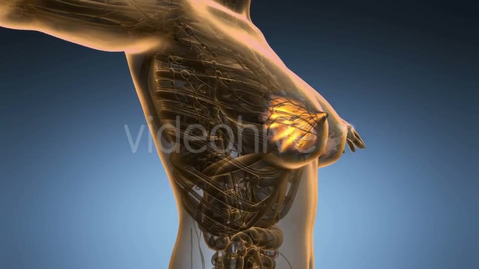 Human Body with Visible Glow Mammary Gland - Download Videohive 19109417