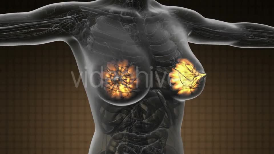 Human Body with Visible Glow Mammary Gland - Download Videohive 19289816