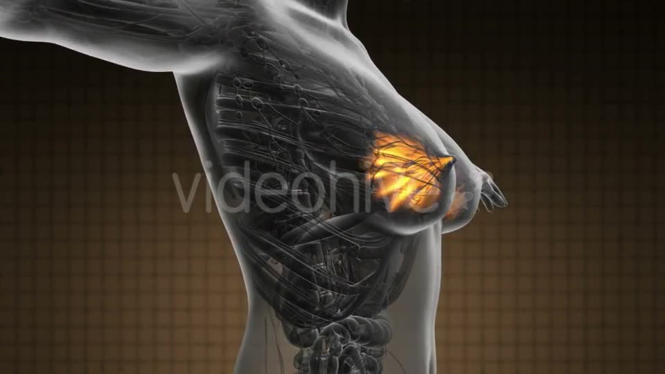 Human Body with Visible Glow Mammary Gland - Download Videohive 19289816