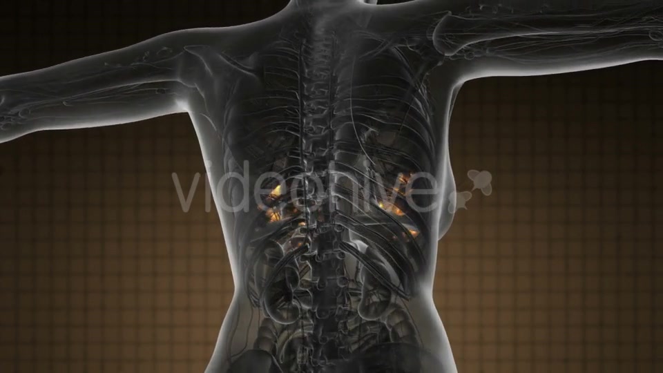 Human Body with Visible Glow Mammary Gland - Download Videohive 19289816