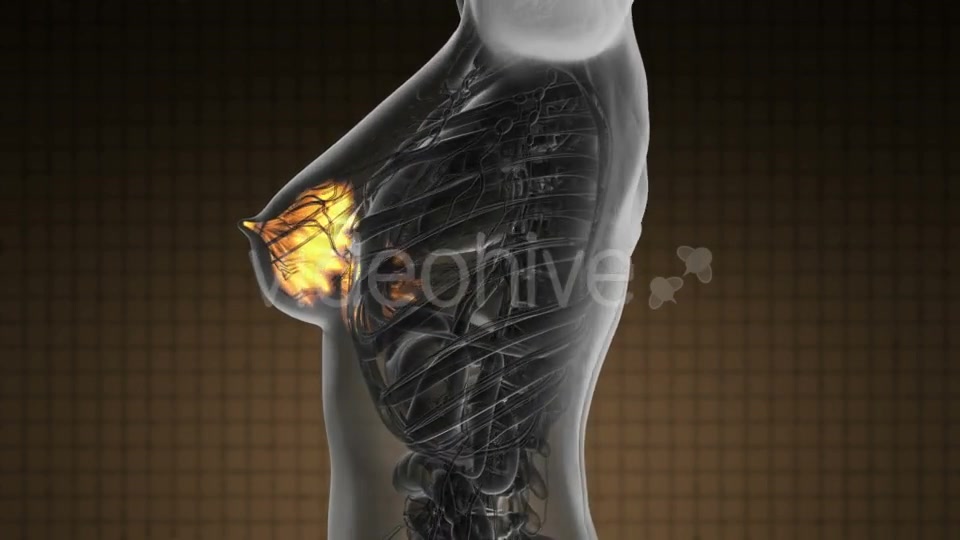 Human Body with Visible Glow Mammary Gland - Download Videohive 19289816