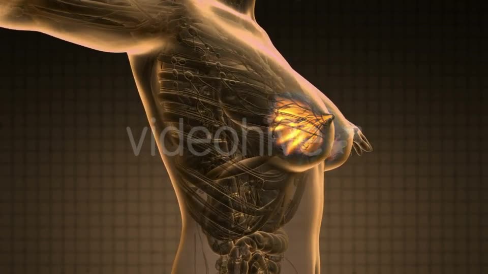 Human Body with Visible Glow Mammary Gland - Download Videohive 19351223