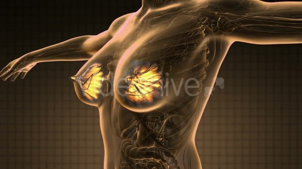 Human Body with Visible Glow Mammary Gland - Download Videohive 19351223