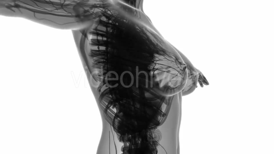 Human Body with Visible Glow Mammary Gland - Download Videohive 19403105