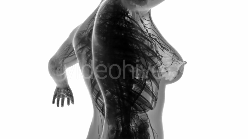 Human Body with Visible Glow Mammary Gland - Download Videohive 19403105