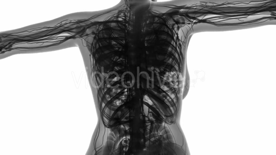 Human Body with Visible Glow Mammary Gland - Download Videohive 19403105