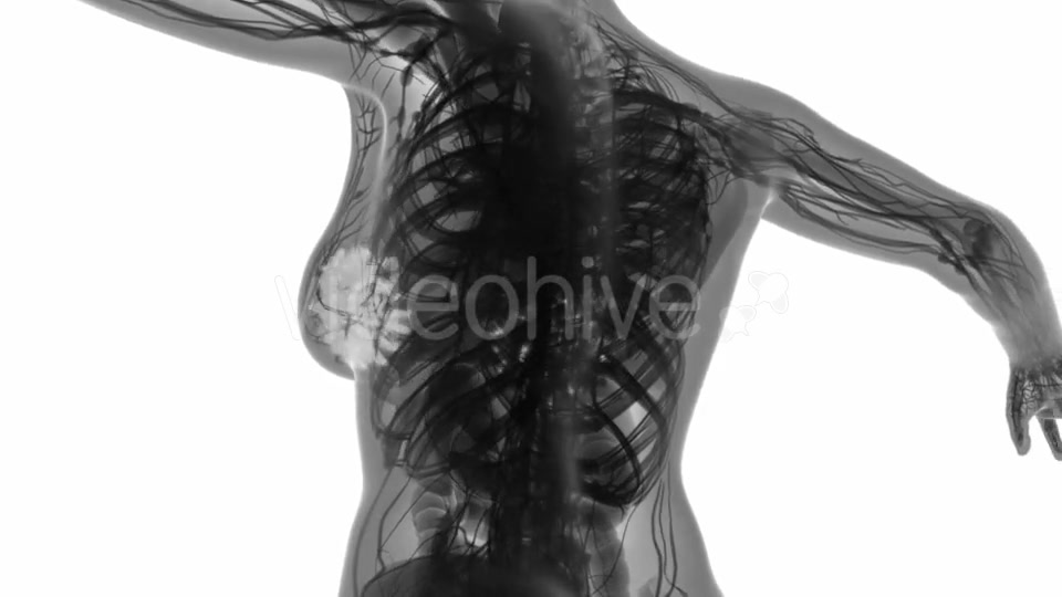 Human Body with Visible Glow Mammary Gland - Download Videohive 19403105