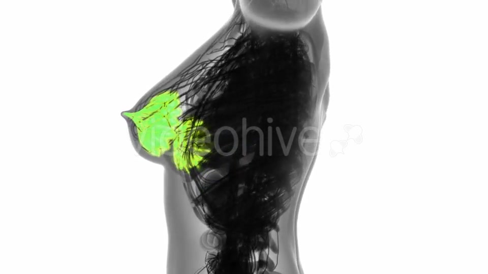 Human Body with Visible Glow Mammary Gland - Download Videohive 19576437