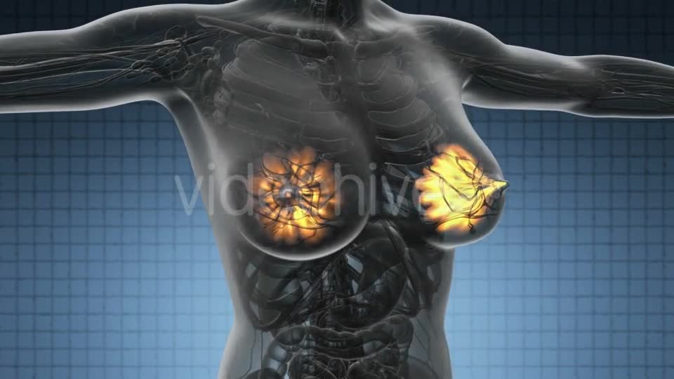 Human Body with Visible Glow Mammary Gland - Download Videohive 20011114