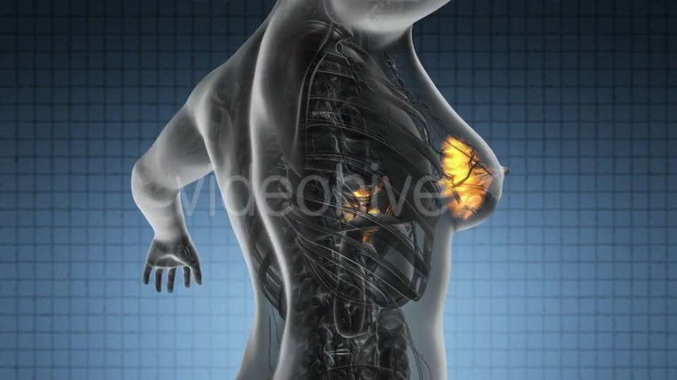 Human Body with Visible Glow Mammary Gland - Download Videohive 20011114
