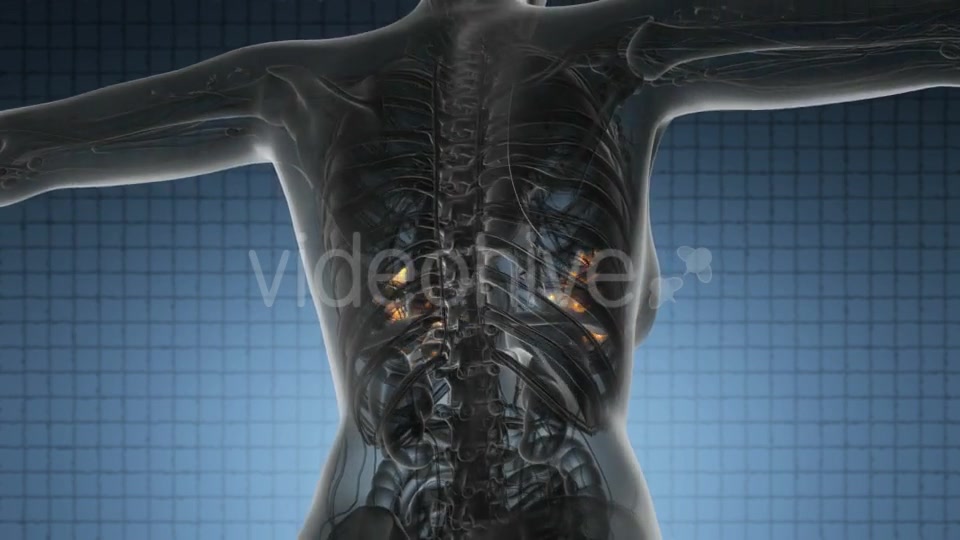 Human Body with Visible Glow Mammary Gland - Download Videohive 20011114