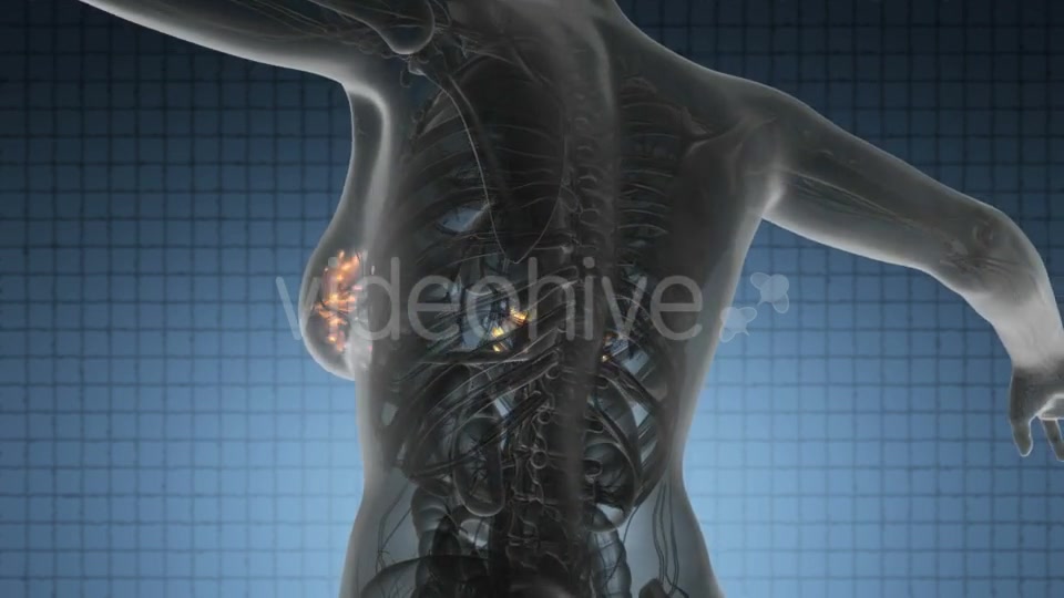 Human Body with Visible Glow Mammary Gland - Download Videohive 20011114