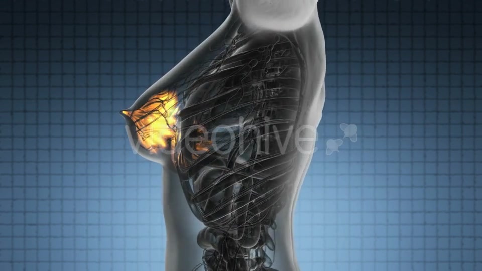 Human Body with Visible Glow Mammary Gland - Download Videohive 20011114