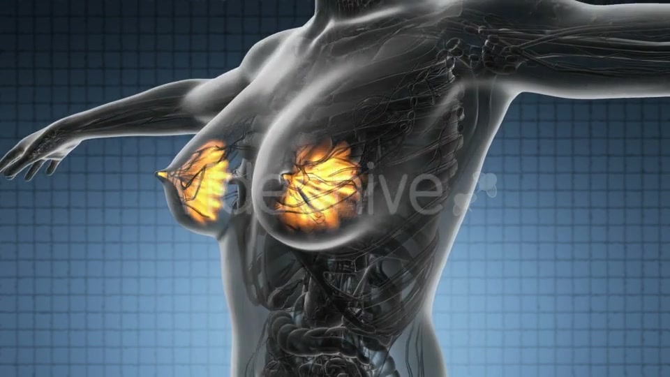 Human Body with Visible Glow Mammary Gland - Download Videohive 20011114