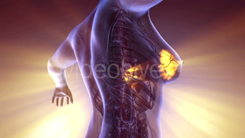 Human Body with Visible Glow Mammary Gland - Download Videohive 20290796