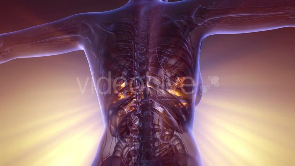 Human Body with Visible Glow Mammary Gland - Download Videohive 20290796