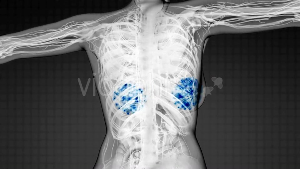 Human Body with Visible Glow Mammary Gland - Download Videohive 20506624
