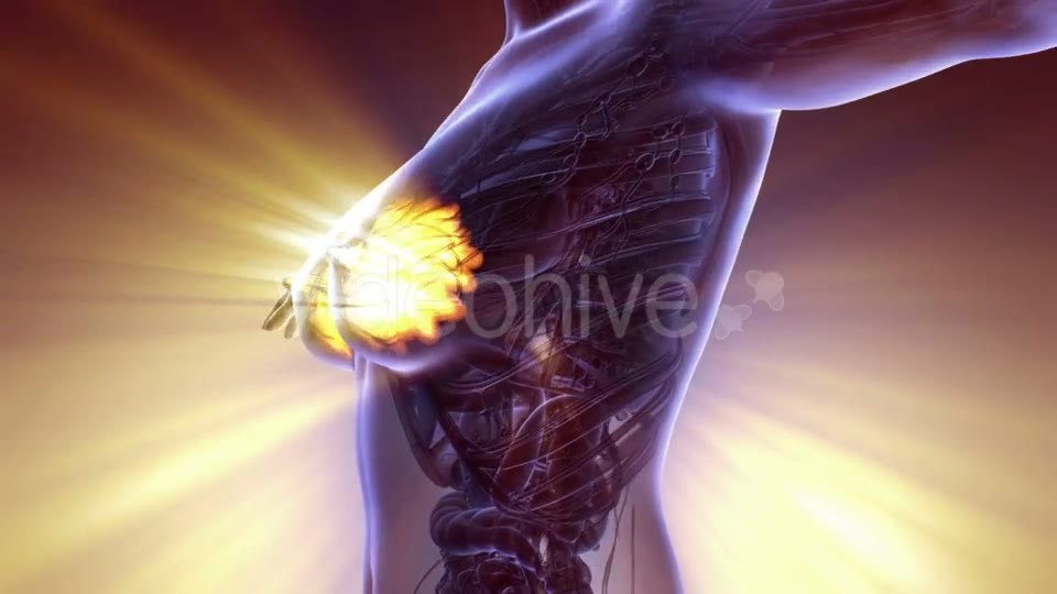 Human Body with Visible Glow Mammary Gland - Download Videohive 20567315