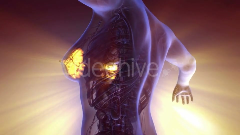 Human Body with Visible Glow Mammary Gland - Download Videohive 20567315